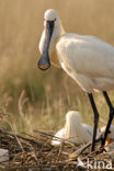 Lepelaar (Platalea leucorodia)