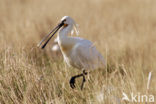 Lepelaar (Platalea leucorodia)