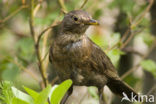 Merel (Turdus merula)