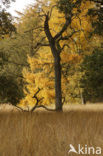 Nationaal Park De Hoge Veluwe