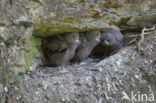 Oehoe (Bubo bubo)