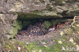 Oehoe (Bubo bubo)