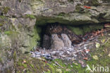 Oehoe (Bubo bubo)