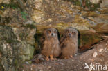 Oehoe (Bubo bubo)