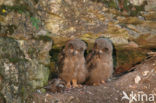 Oehoe (Bubo bubo)