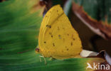 Orange-barred Sulphur (Phoebis philea)