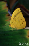 Orange-barred Sulphur (Phoebis philea)