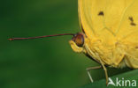 Orange-barred Sulphur (Phoebis philea)