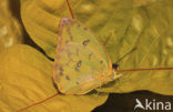 Orange-barred Sulphur (Phoebis philea)