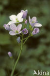 Pinksterbloem (Cardamine pratensis)