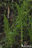 Reuzenpaardenstaart (Equisetum telmateia)