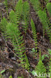 Reuzenpaardenstaart (Equisetum telmateia)