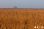 Riet (Phragmites australis)