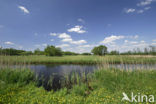 Riet (Phragmites australis)