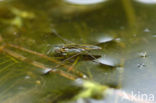 Schaatsenrijder (Gerris lacustris)