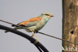 Scharrelaar (Coracias garrulus) 