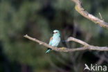 Scharrelaar (Coracias garrulus) 