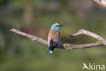 Scharrelaar (Coracias garrulus) 