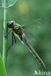 Smaragdlibel (Cordulia aenea)