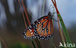 Soldier (Danaus eresimus)