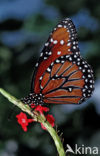 Soldier (Danaus eresimus)