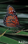 Soldier (Danaus eresimus)