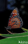 Soldier (Danaus eresimus)