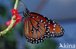 Soldier (Danaus eresimus)