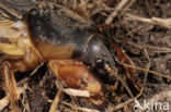 Veenmol (Gryllotalpa gryllotalpa) 