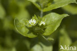 Vogelmuur (Stellaria media)