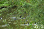 Aalscholver (Phalacrocorax carbo)