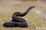 Adder (Vipera berus) 