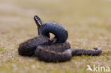 Adder (Vipera berus) 