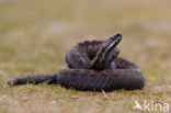 Adder (Vipera berus) 