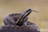 Adder (Vipera berus) 