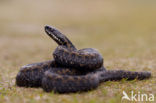 Adder (Vipera berus) 