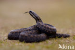 Adder (Vipera berus) 