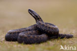 Adder (Vipera berus) 