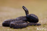 Adder (Vipera berus) 