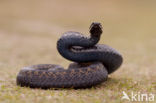 Adder (Vipera berus) 