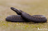 Adder (Vipera berus) 