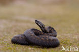 Adder (Vipera berus) 