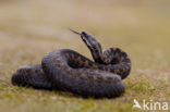 Adder (Vipera berus) 