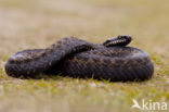 Adder (Vipera berus) 