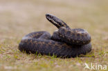 Adder (Vipera berus) 