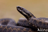 Adder (Vipera berus) 