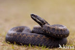 Adder (Vipera berus) 