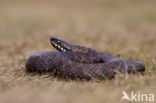 Adder (Vipera berus) 