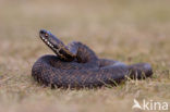 Adder (Vipera berus) 