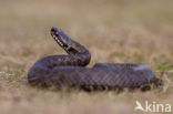 Adder (Vipera berus) 